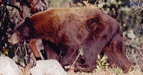 Black bear at Whiskeytown. Black bear at Whiskeytown.